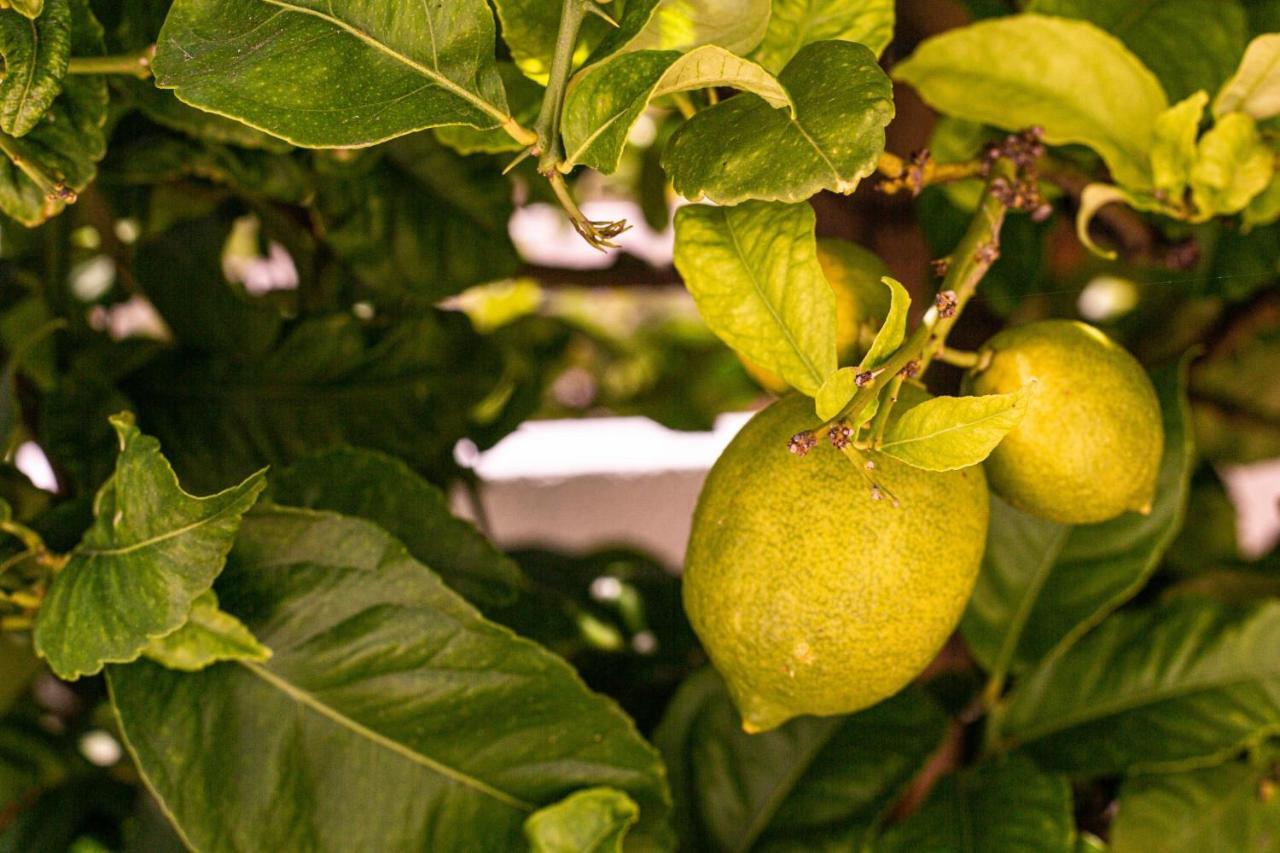 Lemon Tree Apartment Praia Da Luz Ngoại thất bức ảnh